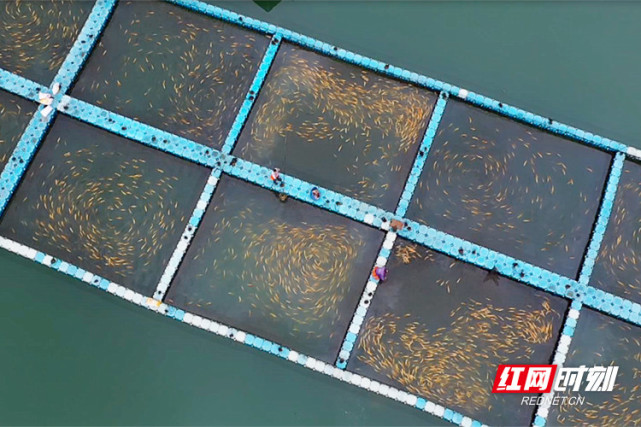 魚躍東江！郴州資興六千水產養殖戶有序復產，畜牧漁業飼料銷售同步回暖
